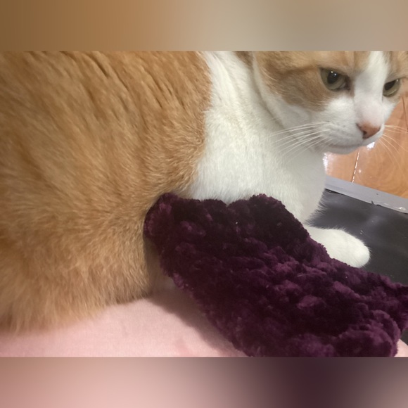 Bunny/Cat/Dog Pillow - Picture 4 of 6